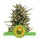 5 UND FEM - AMNESIA HAZE AUTOMATIC * ROYAL QUEEN 5 UND FEMINIZADAS