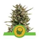 5 UND FEM - AMNESIA HAZE AUTOMATIC * ROYAL QUEEN 5 UND FEMINIZADAS