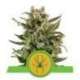 5 UND FEM - WHITE WIDOW AUTOMATIC * ROYAL QUEEN 5 UND FEMINIZADAS