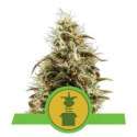 5 UND FEM - ROYAL JACK AUTOMATIC * ROYAL QUEEN 5 UND FEMINIZADAS
