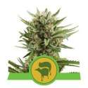 5 UND FEM - SWEET SKUNK AUTOMATIC * ROYAL QUEEN 5 UND FEMINIZADAS