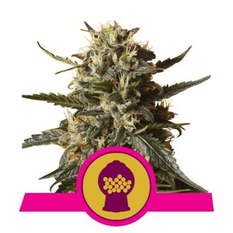5 UND FEM - BUBBLE GUM XL * ROYAL QUEEN 5 UND FEMINIZADAS