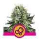 5 UND FEM - BUBBLE KUSH * ROYAL QUEEN FEMINIZADA 5 UND