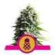 5 UND FEM - PINEAPPLE KUSH * ROYAL QUEEN FEMINIZADA 3 UND