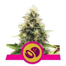 5 UND FEM - SOMANGO XL * ROYAL QUEEN FEMINIZADA 5 UND
