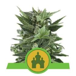 5 UND FEM - ROYAL KUSH AUTOMATIC * ROYAL QUEEN 5 UND FEMINIZADAS