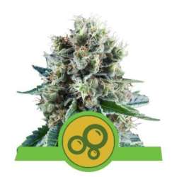 5 UND FEM - BUBBLE KUSH AUTOMATIC * ROYAL QUEEN FEMINIZADA 5 UND