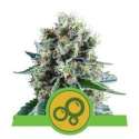 5 UND FEM - BUBBLE KUSH AUTOMATIC * ROYAL QUEEN FEMINIZADA 5 UND