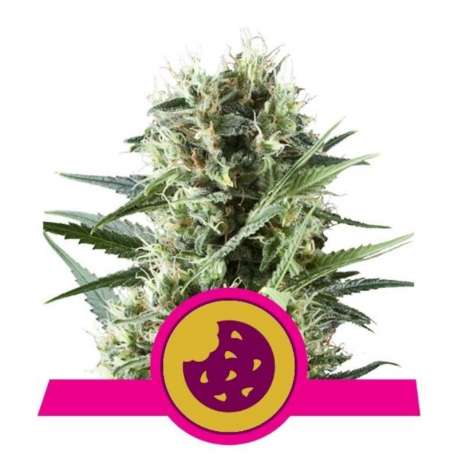 5 UND FEM - ROYAL COOKIES * ROYAL QUEEN 5 UND FEMINIZADAS