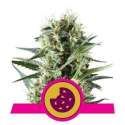 5 UND FEM - ROYAL COOKIES * ROYAL QUEEN 5 UND FEMINIZADAS