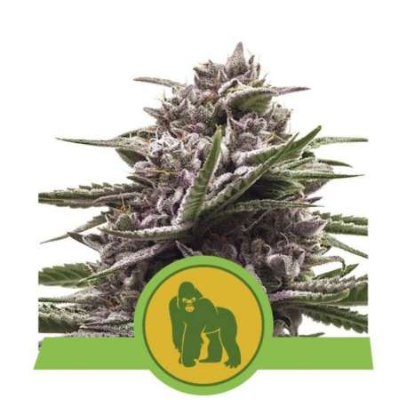 5 UND FEM - ROYAL GORILLA AUTOMATIC * ROYAL QUEEN 5 UND FEMINIZADAS
