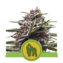 5 UND FEM - ROYAL GORILLA AUTOMATIC * ROYAL QUEEN 5 UND FEMINIZADAS