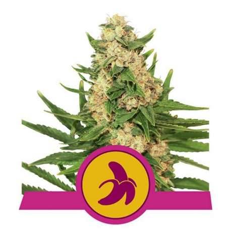 5 UND FEM - FAT BANANA * ROYAL QUEEN FEMINIZADA 3 UND