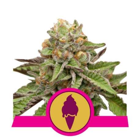 5 UND FEM - GREEN GELATO * ROYAL QUEEN FEMINIZADA 5 UND