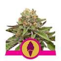 5 UND FEM - GREEN GELATO * ROYAL QUEEN FEMINIZADA 5 UND