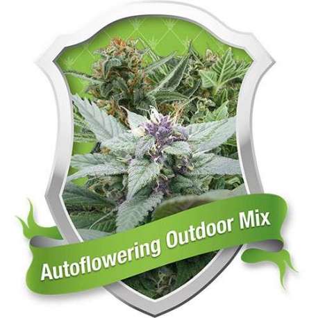 10 UND FEM - AUTOFLOWERING OUTDOOR * ROYAL QUEEN 10 UND FEMINIZADAS