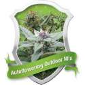 10 UND FEM - AUTOFLOWERING OUTDOOR * ROYAL QUEEN 10 UND FEMINIZADAS