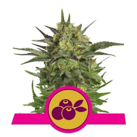 10 UND FEM - HAZE BERRY * ROYAL QUEEN 10 UND FEMINIZADAS