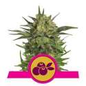 10 UND FEM - HAZE BERRY * ROYAL QUEEN 10 UND FEMINIZADAS