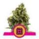 10 UND FEM - SOUR DIESEL * ROYAL QUEEN 10 UND FEMINIZADAS