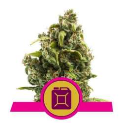 10 UND FEM - SOUR DIESEL * ROYAL QUEEN 10 UND FEMINIZADAS