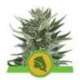 10 UND FEM - ROYAL CHEESE AUTOMATIC * ROYAL QUEEN 10 UND FEMINIZADAS
