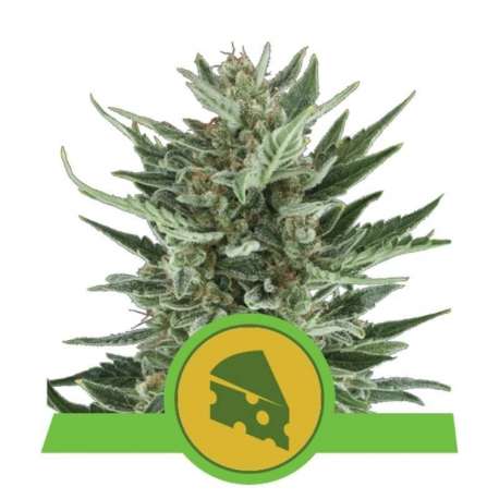 10 UND FEM - ROYAL CHEESE AUTOMATIC * ROYAL QUEEN 10 UND FEMINIZADAS