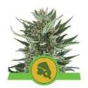 10 UND FEM - ROYAL CHEESE AUTOMATIC * ROYAL QUEEN 10 UND FEMINIZADAS
