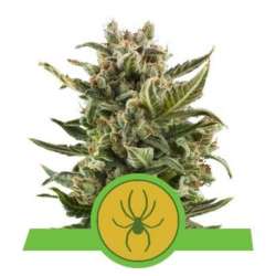 10 UND FEM - WHITE WIDOW AUTOMATIC * ROYAL QUEEN 10 UND FEMINIZADAS