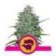 10 UND FEM - SKUNK XL * ROYAL QUEEN 10 UND FEMINIZADAS
