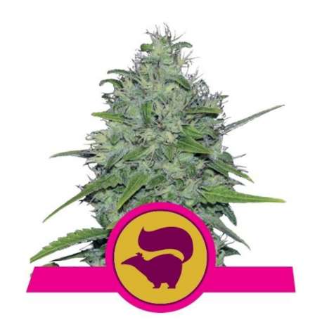 10 UND FEM - SKUNK XL * ROYAL QUEEN 10 UND FEMINIZADAS