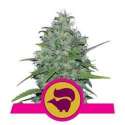 10 UND FEM - SKUNK XL * ROYAL QUEEN 10 UND FEMINIZADAS