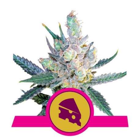 10 UND FEM - ROYAL CHEESE-FAST VERSION * ROYAL QUEEN 10 UND FEMINIZADAS