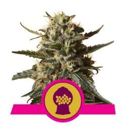10 UND FEM - BUBBLE GUM XL * ROYAL QUEEN 10 UND FEMINIZADAS