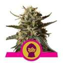 10 UND FEM - BUBBLE GUM XL * ROYAL QUEEN 10 UND FEMINIZADAS