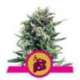 10 UND FEM - BLUE CHEESE * ROYAL QUEEN FEMINIZADA 10 UND