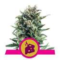 10 UND FEM - BLUE CHEESE * ROYAL QUEEN FEMINIZADA 10 UND