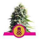 10 UND FEM - PINEAPPLE KUSH * ROYAL QUEEN FEMINIZADA 10 UND