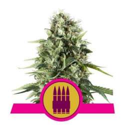 10 UND FEM - ROYAL AK * ROYAL QUEEN FEMINIZADA 10 UND