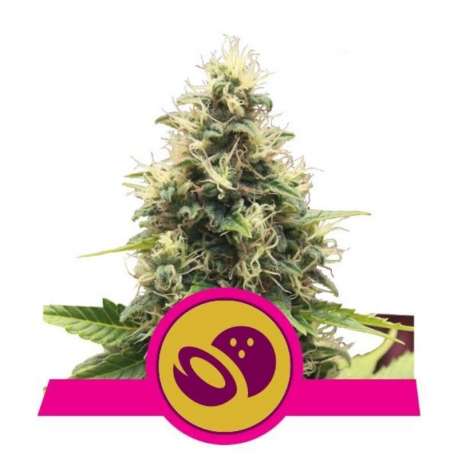 10 UND FEM - SOMANGO XL * ROYAL QUEEN FEMINIZADA 10 UND