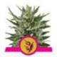10 UND FEM - SPEEDY CHILE-FAST * ROYAL QUEEN FEMINIZADA 10 UND