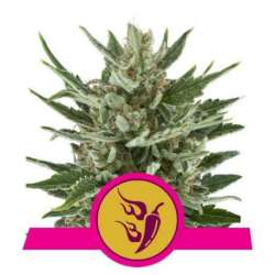 10 UND FEM - SPEEDY CHILE-FAST * ROYAL QUEEN FEMINIZADA 10 UND