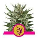 10 UND FEM - SPEEDY CHILE-FAST * ROYAL QUEEN FEMINIZADA 10 UND