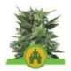 10 UND FEM - ROYAL KUSH AUTOMATIC * ROYAL QUEEN 10 UND FEMINIZADAS