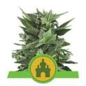 10 UND FEM - ROYAL KUSH AUTOMATIC * ROYAL QUEEN 10 UND FEMINIZADAS