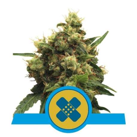 10 UND FEM - PAINKILLER XL * ROYAL QUEEN FEMINIZADA 10 UND