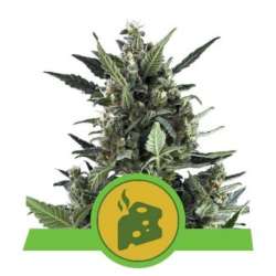 10 UND FEM - BLUE CHEESE AUTOMATIC * ROYAL QUEEN FEMINIZADA 10 UND