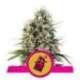 10 UND FEM - CHOCOLATE HAZE * ROYAL QUEEN FEMINIZADA 10 UND
