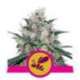 10 UND FEM - HONEY CREAM - FAST VERSION * ROYAL QUEEN 10 UND FEMINIZADA
