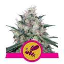 10 UND FEM - HONEY CREAM - FAST VERSION * ROYAL QUEEN 10 UND FEMINIZADA